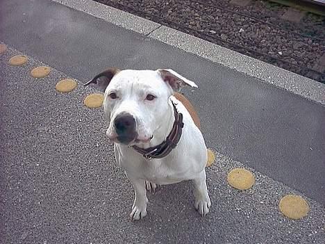 Amerikansk bulldog Staff-dog's Baby *RIP* billede 9