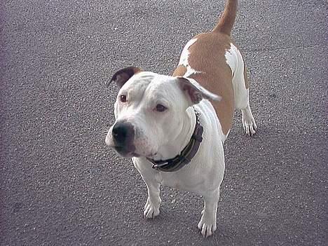 Amerikansk bulldog Staff-dog's Baby *RIP* billede 10