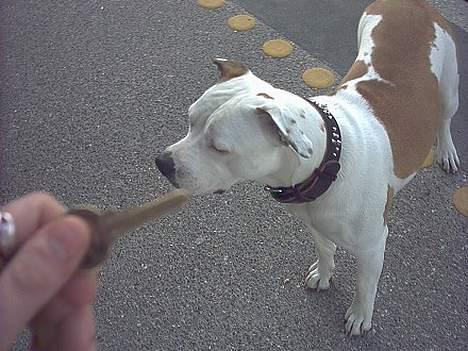 Amerikansk bulldog Staff-dog's Baby *RIP* billede 11