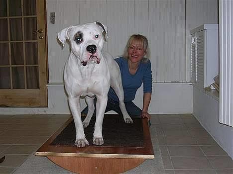 Amerikansk bulldog Staff-dog's Baby *RIP* - den flotte Ghetto... Baby´s dejlige kæreste. :) billede 12