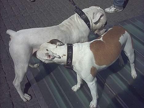 Amerikansk bulldog Staff-dog's Baby *RIP* - Baby og Ghetto (far til hvalpene) billede 13