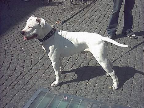 Amerikansk bulldog Staff-dog's Baby *RIP* - Ghetto far til hendes hvalpe billede 14