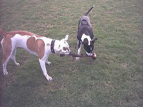 Amerikansk bulldog Staff-dog's Baby *RIP* - baby der er ude og lege på fodboldbanerne med angel billede 15