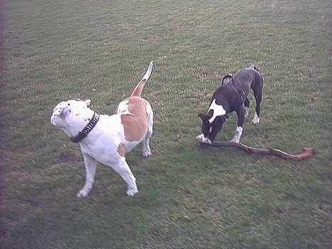 Amerikansk bulldog Staff-dog's Baby *RIP* - Baby og Angel billede 16