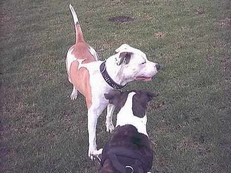 Amerikansk bulldog Staff-dog's Baby *RIP* billede 17