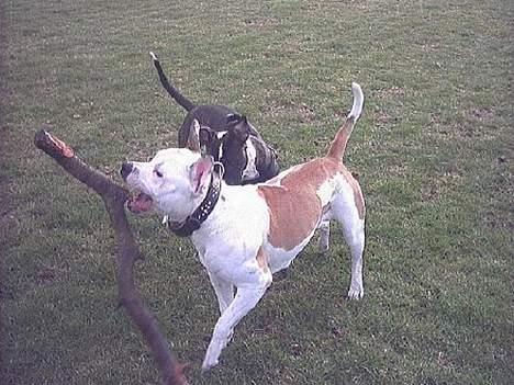 Amerikansk bulldog Staff-dog's Baby *RIP* billede 18