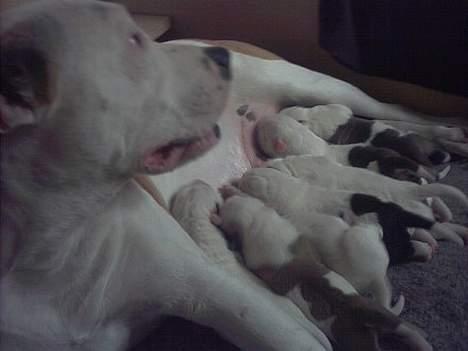 Amerikansk bulldog Staff-dog's Baby *RIP* - baby med hendes hvalpe samme dag de blev født billede 19