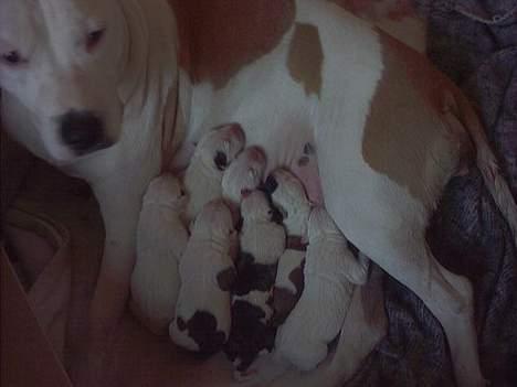 Amerikansk bulldog Staff-dog's Baby *RIP* - baby med hvalpene billede 20