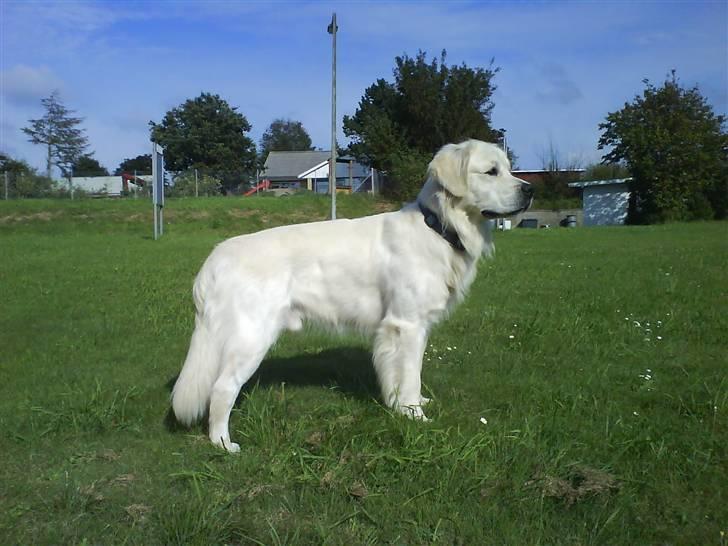 Golden retriever Bamse - *NYT* 12/8-2007 billede 1