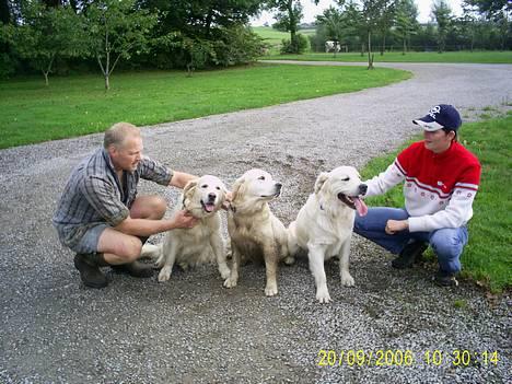 Golden retriever Bamse - Her er vi alle 3... Mor far venstre så min søs Luna og så til sidst "lille" mig *GG* billede 5