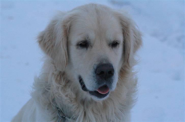 Golden retriever Bamse - tror at søs er blevet træt *GG* billede 6