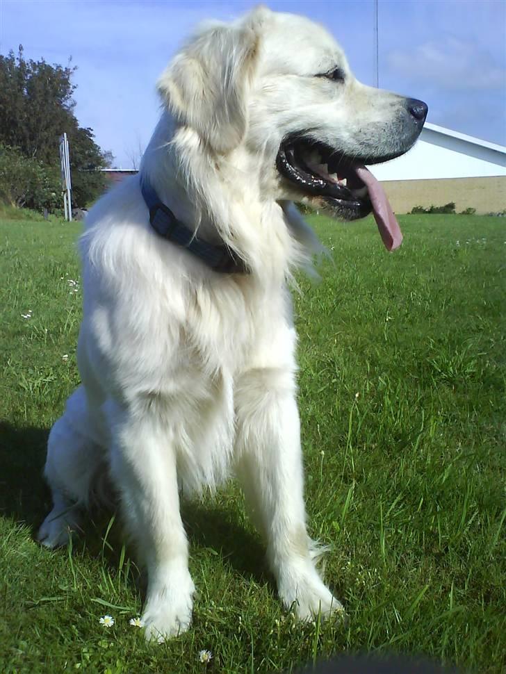 Golden retriever Bamse - *NYT* 12/8-2007 billede 7