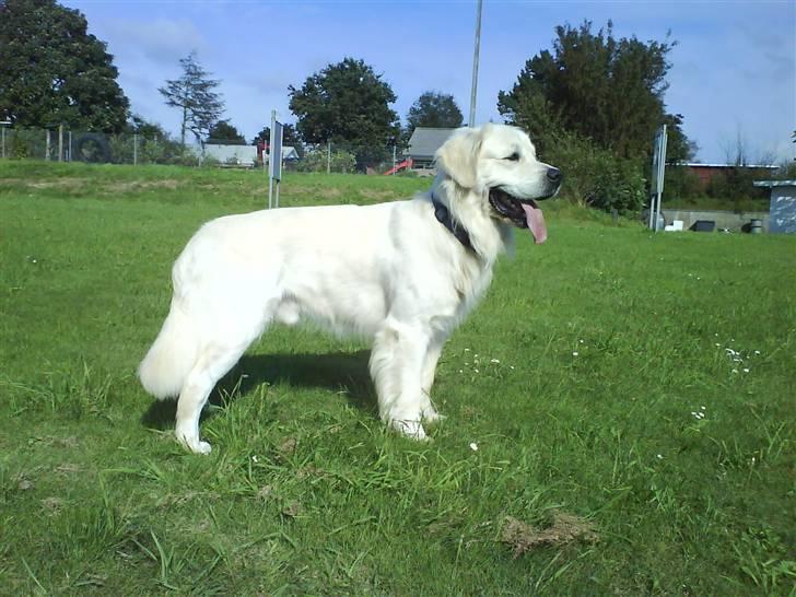 Golden retriever Bamse - *NYT* 12/8-2007 billede 8