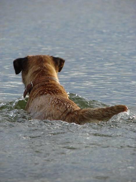 Border terrier DKAGCH, SP3  "Milou" - Vandet har sådan en lækker tempratur i december.. billede 11