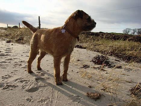 Border terrier DKAGCH, SP3  "Milou" - Mums.. billede 12