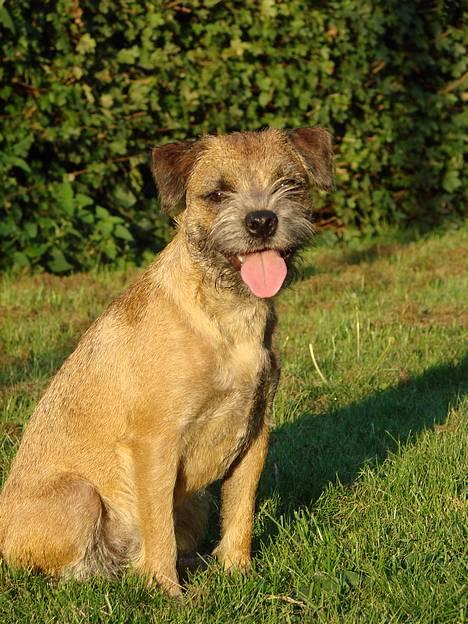 Border terrier DKAGCH, SP3  "Milou" - Sol og efterår.. billede 13