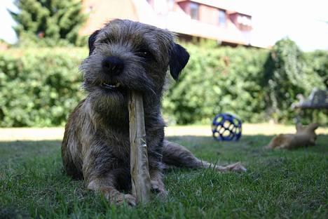 Border terrier DKAGCH, SP3  "Milou" - I skibhus hundeskov.. billede 14