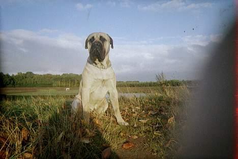Bullmastiff Zuco - I hundehimlen nu 7/7-2014 - Zuco 1 år gammel billede 14