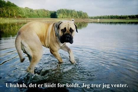 Bullmastiff Zuco - I hundehimlen nu 7/7-2014 billede 15