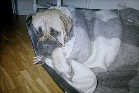 Bullmastiff Zuco - I hundehimlen nu 7/7-2014 - Jeg sagde jo at vandet var for koldt. Nu er jeg blevet forkølet, snøft. billede 16