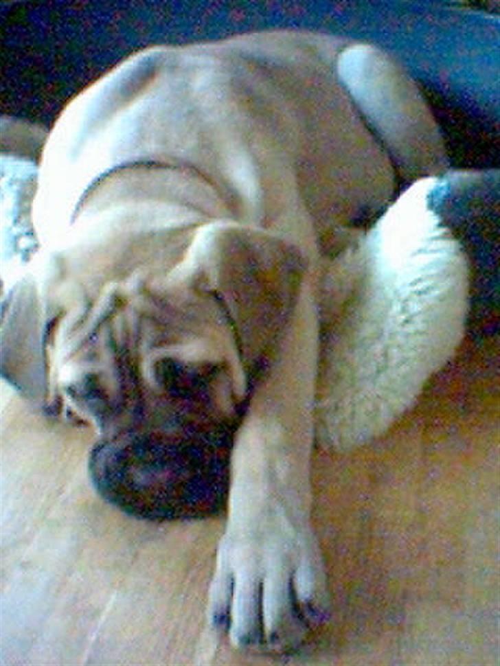 Bullmastiff Zuco - I hundehimlen nu 7/7-2014 - Lille hvaps, store poter. Da vi lige fik ham lød det som en pony, når han traskede rundt. billede 17