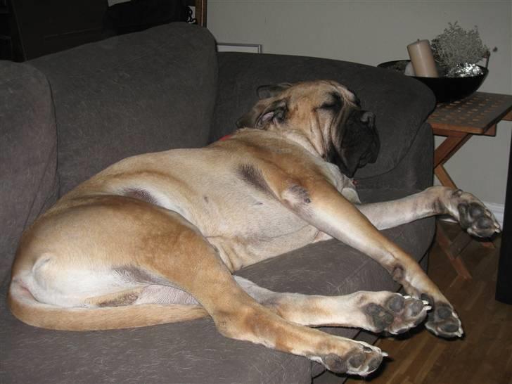 Bullmastiff Zuco - I hundehimlen nu 7/7-2014 - Jeg blæser da på, om mor og far siger, at jeg ikke må lægge mig i sofaen... Så kan de jo bare lade være med at skubbe mig ud af sengen om natten... billede 18