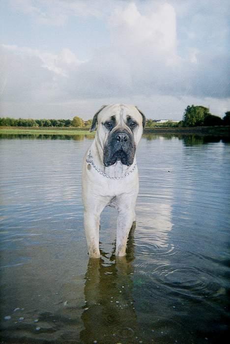 Bullmastiff Zuco - I hundehimlen nu 7/7-2014 - Står lige her og ser forskræmt ud. Zuco er blevet teenager, høj, tynd og lang i det, der er ikke meget bredde i ham. 11 måneder gamle. billede 19