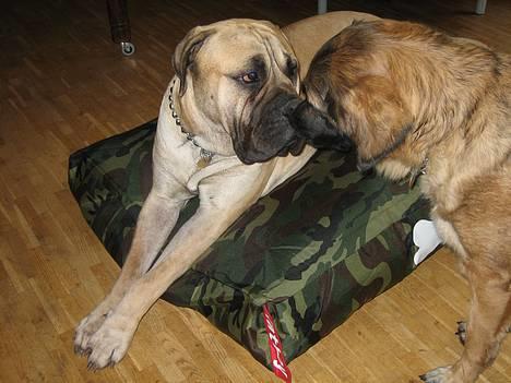 Bullmastiff Zuco - I hundehimlen nu 7/7-2014 - NOT. Glem det, Bella! Det er MIN fødselsdagsgave.  billede 20