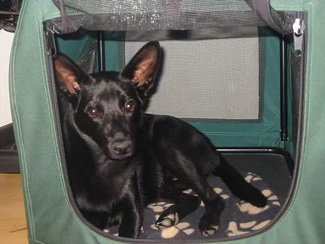 Australsk kelpie Ginny billede 7