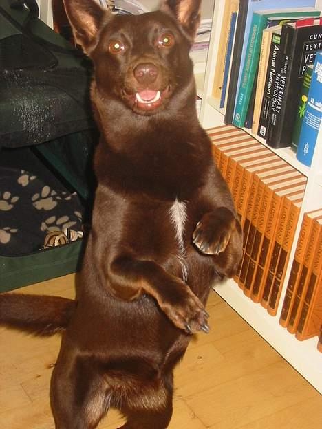 Australsk kelpie Clara - Danse er en af de mange tricks Clara mestrer billede 7
