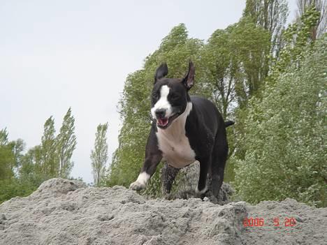 Amerikansk staffordshire terrier Minnie r.i.p. - *NYT*    weeeeehaaaa billede 7