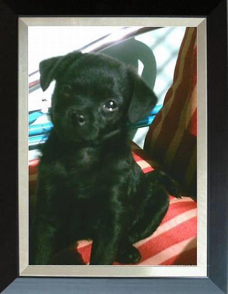 Blanding af racer Cali - Diva :) billede 1