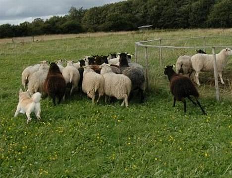 Norsk buhund Gloria - 3/9-2006  Hyrdehunden Gloria ;o)   billede 13