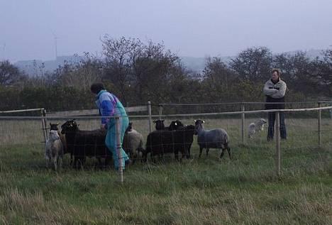 Norsk buhund Gloria - 13/11-2005   Hejsa mand, hvad laver min mor derinde? billede 14