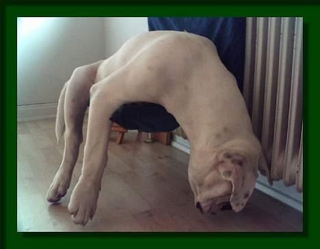 Amerikansk bulldog Østergaard's Mike - KATTE-radiatorseng billede 8