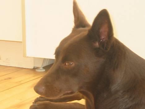 Australsk kelpie Clara - Kan man da heller ikke få fred? billede 8