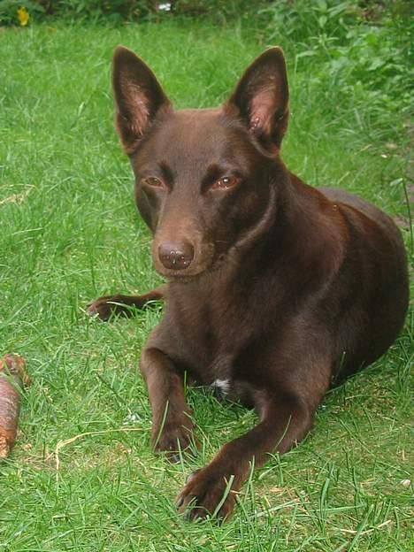 Australsk kelpie Clara billede 9