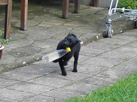 Australsk kelpie Ginny - denne vandflaske var en af de sjoveste ting at lege med, da jeg var 8 uger billede 8