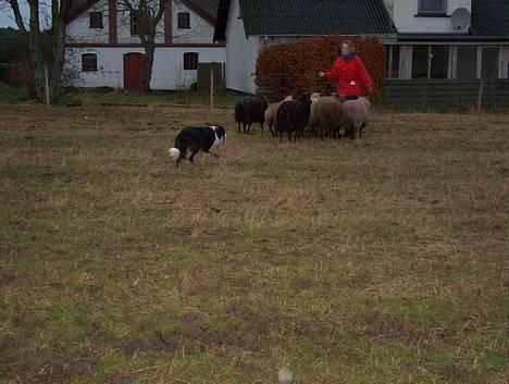 Border collie Aya *15.1.2003 - 12.1.2016* - Aya hyrder billede 11