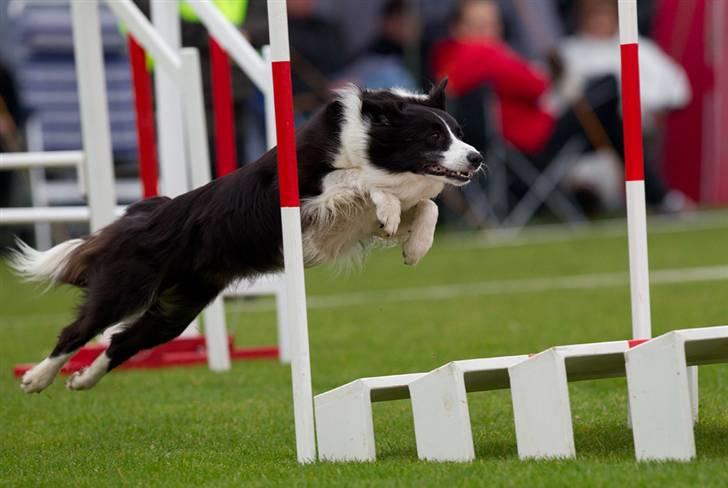 Border collie Aya *15.1.2003 - 12.1.2016* - Flyyyyv!! billede 13