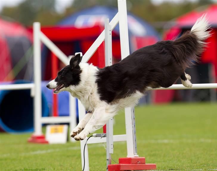 Border collie Aya *15.1.2003 - 12.1.2016* - Hvor skal vi så hen? billede 14