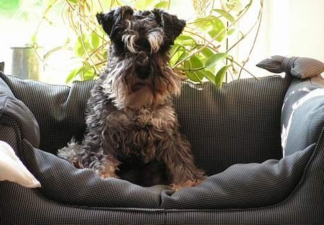 Dvaergschnauzer Cookie - konge over den nye hunde-sofa billede 9