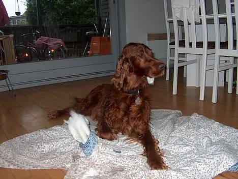 Irsk setter boss billede 14