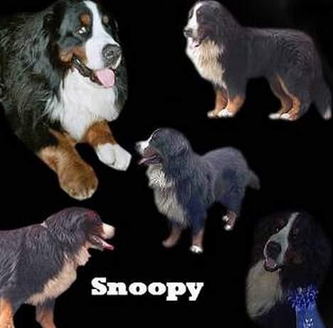 Berner sennenhund Snoopy (død) - Tak til Anja for det flotte billede:-) billede 15