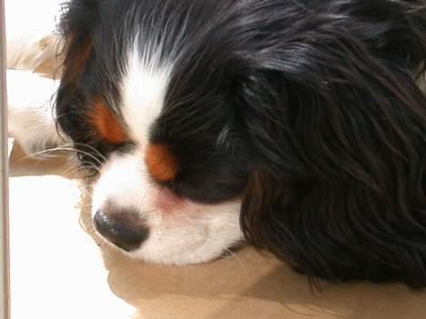 Cavalier king charles spaniel Birkedal's Mille billede 11
