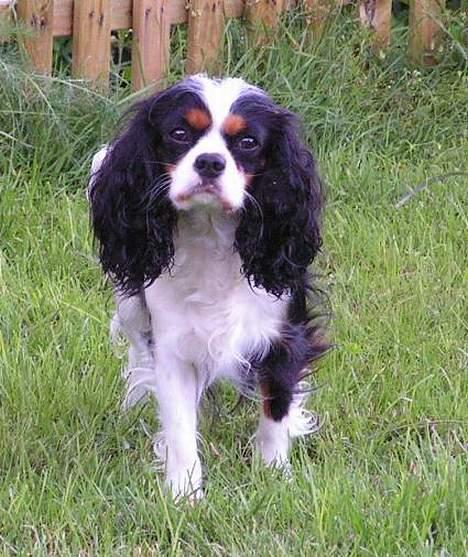Cavalier king charles spaniel Birkedal's Mille billede 12