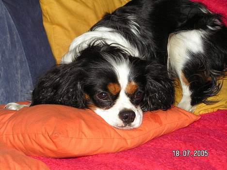Cavalier king charles spaniel Birkedal's Mille billede 13