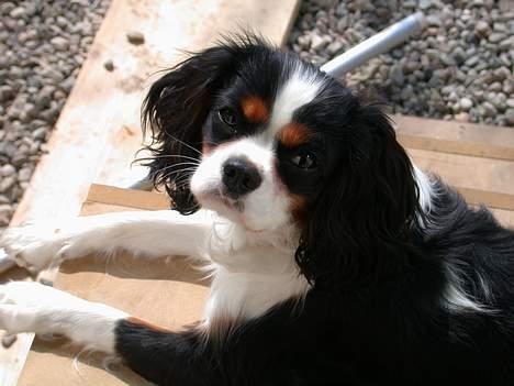 Cavalier king charles spaniel Birkedal's Mille billede 14