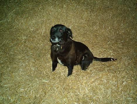 Blanding af racer Bølle - Her er min smukke søde Bølle.. billede 1