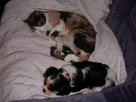 Cavalier king charles spaniel Birkedal's Mille billede 15